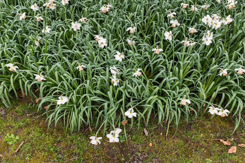 COVID, LE PRINTEMPS N'ATTEND PAS